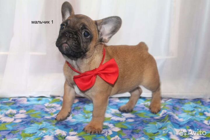 Французский бульдог