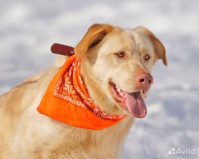 Собака в добрые руки