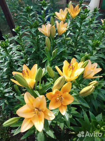 Астильба, лилии, ромашки