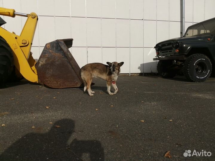 Собака ищет дом