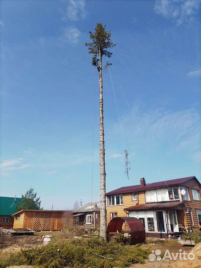Спил, удаление, валка деревьев