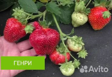 Генри рассада клубники (земляники садовой крупноп