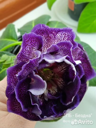 Укоренëнные листья глоксиний