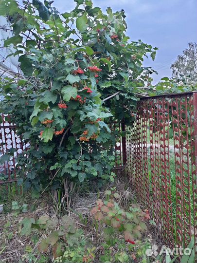 Саженцы калины