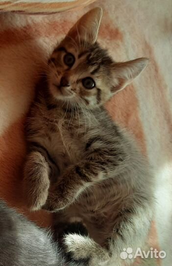 Котята