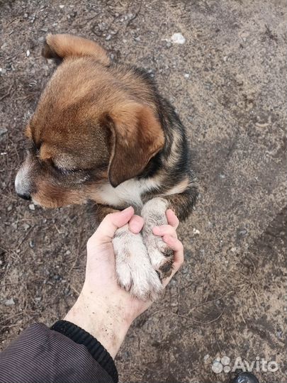 Щенок девочка в добрые руки