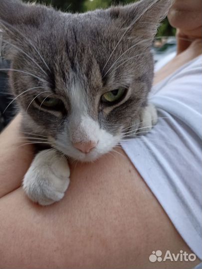 Кошка в дар