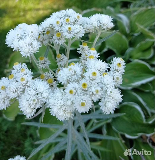 Хоста, розовый флокс, примулы