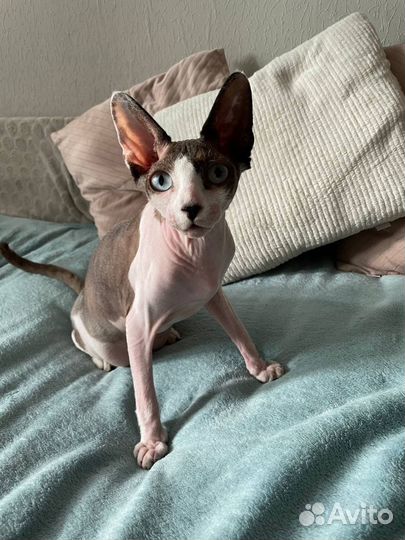 Канадский сфинкс