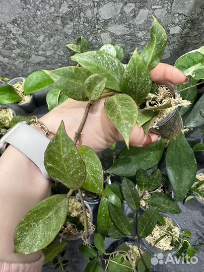 Хойя,часть 4