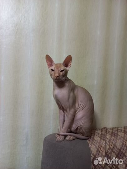 Донской сфинкс кот вязка