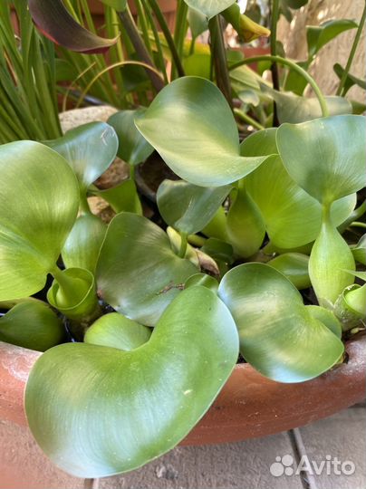 Эйхорния водный гиацинт