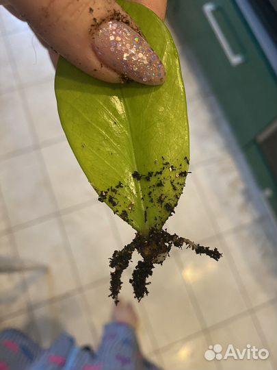 Замиокулькас