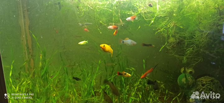 Аквариумные рыбки