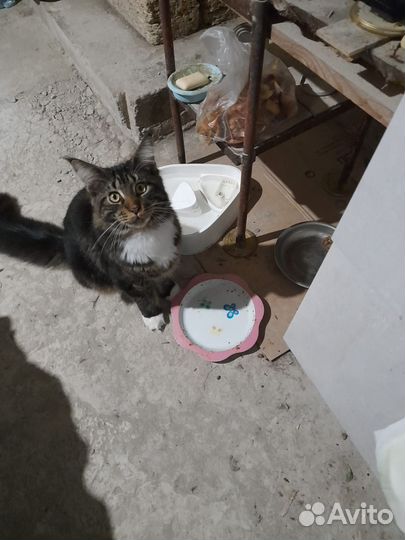 Кот мейн-кун вязка