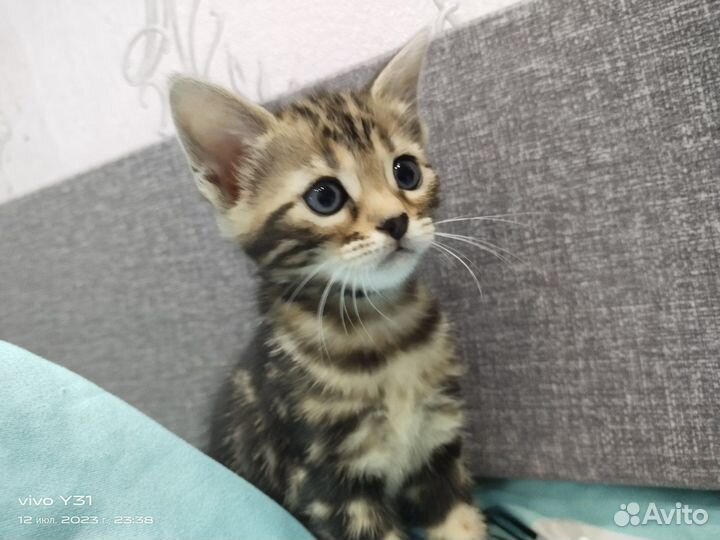 Продаю бенгальских котят