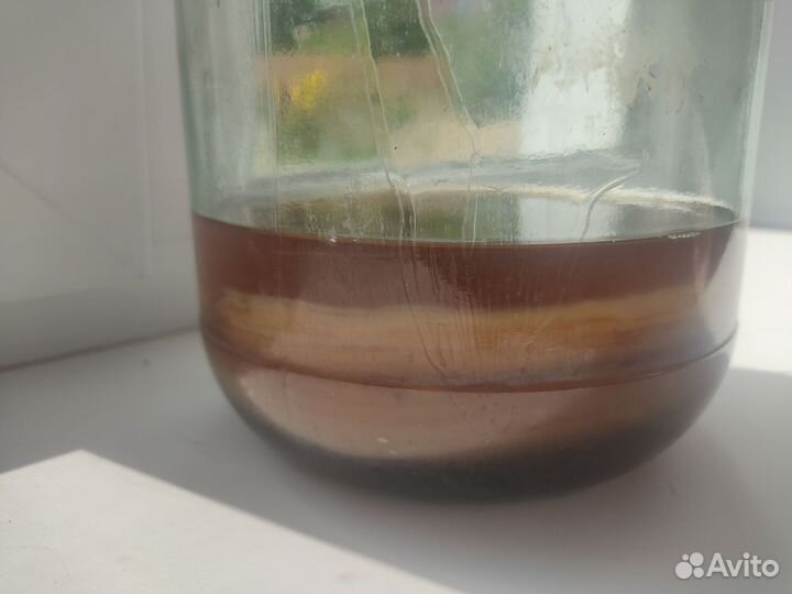 Чайный гриб