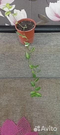 Комнатные растения цветы