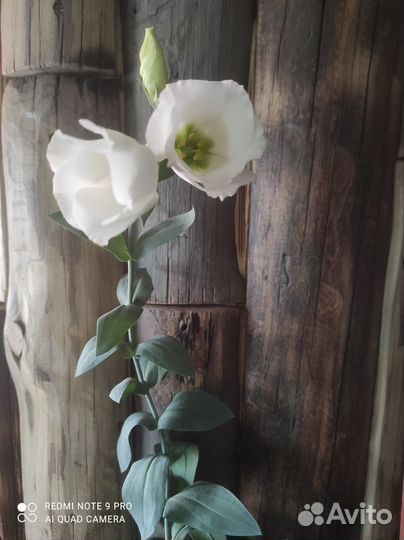 Цветы эустома