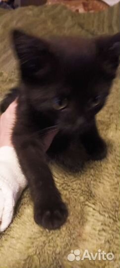 Котик в дар бесплатно