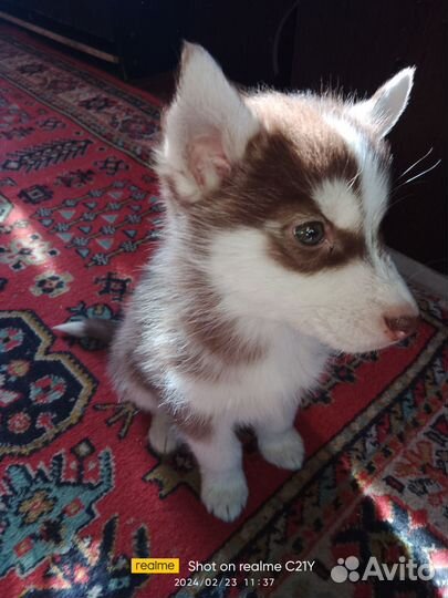 Щенки сибирской хаски