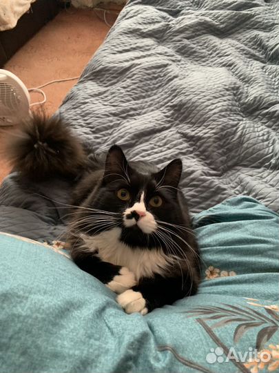 Котик Мурчик