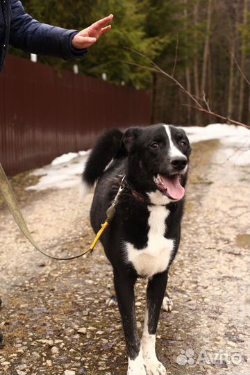 Собака в добрые руки