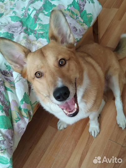 Собака в добрые руки