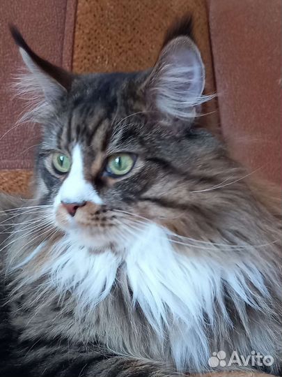 Мейн-кун вязка