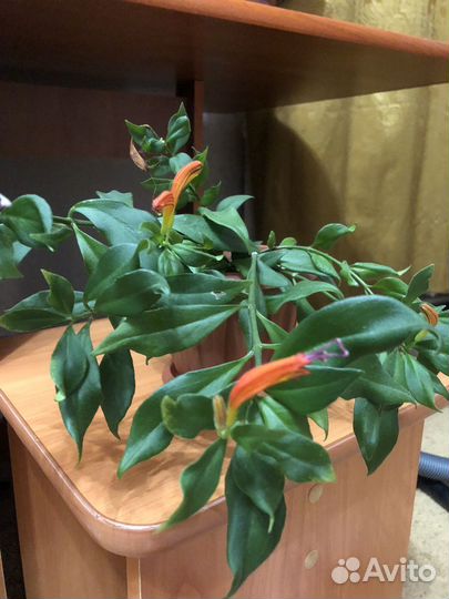 Эсхинантус