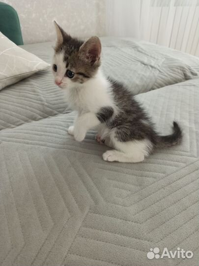 Котик