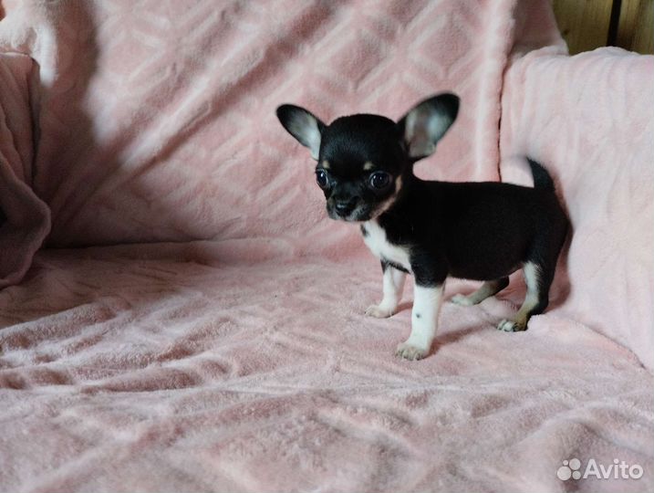 Чихуахуа мини девочка. Доставка