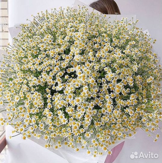 Доставка цветов. Ромашки