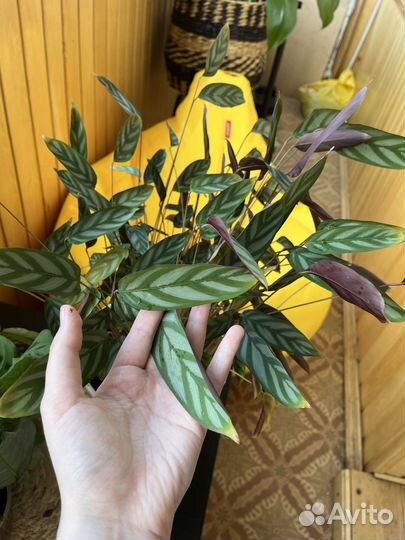 Марантовые