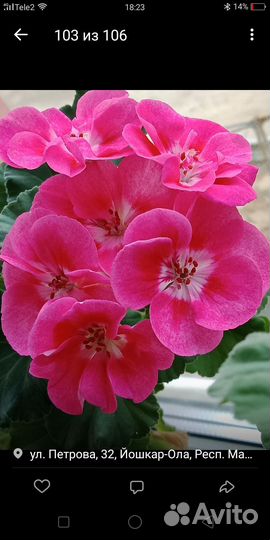 Пеларгония герань