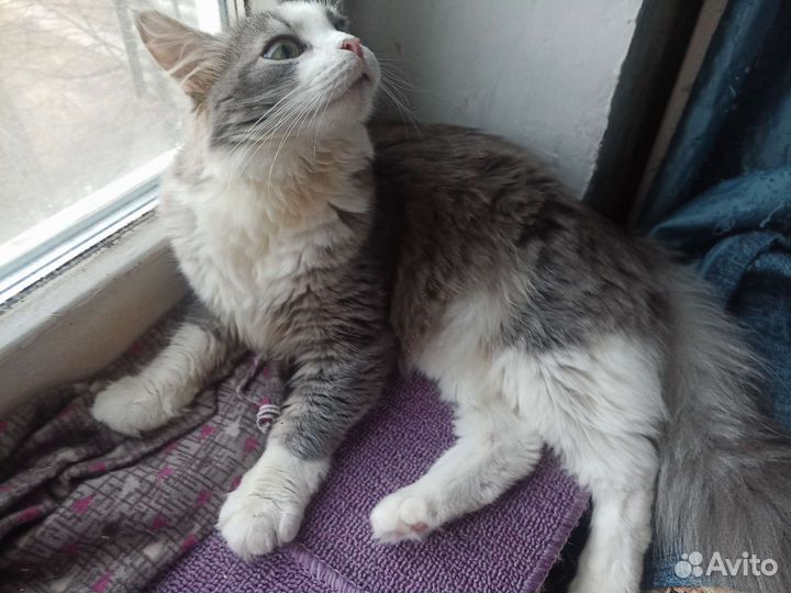 Кошка Василина