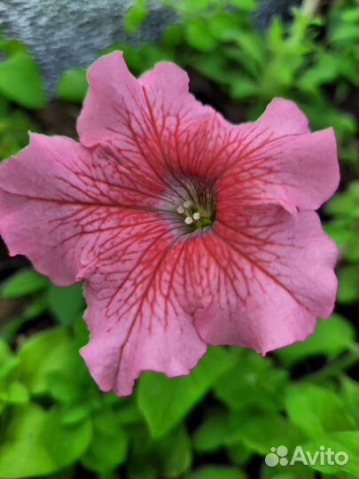 Петунья ассорти