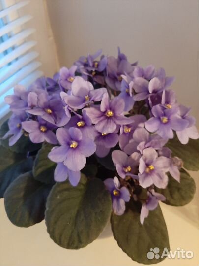 Комнатные растения большая активно цветущая фиалка