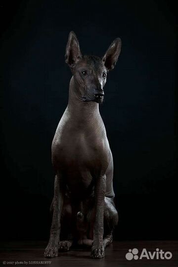 Ксолоитцкуинтли (станд),мексиканская голая собака