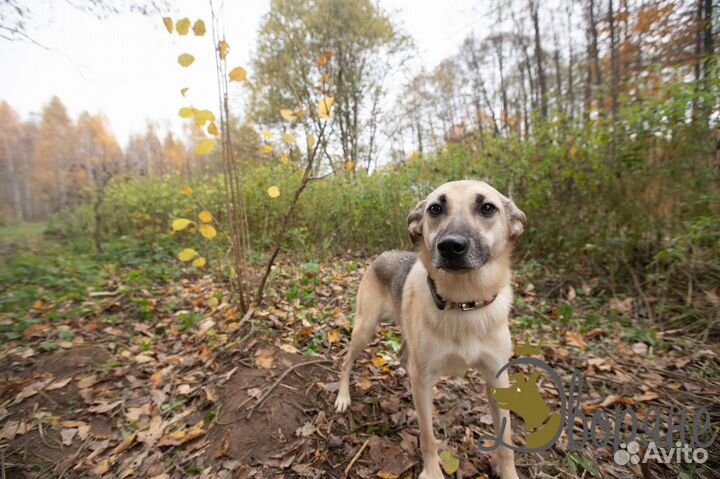 Прекрасная Альма в дар