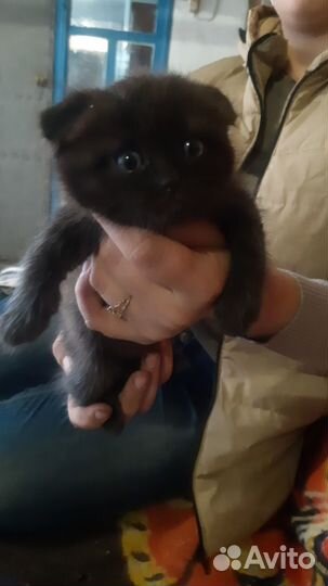 Котёнок шотландский