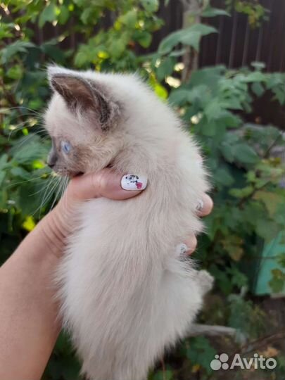 Котенок мальчик