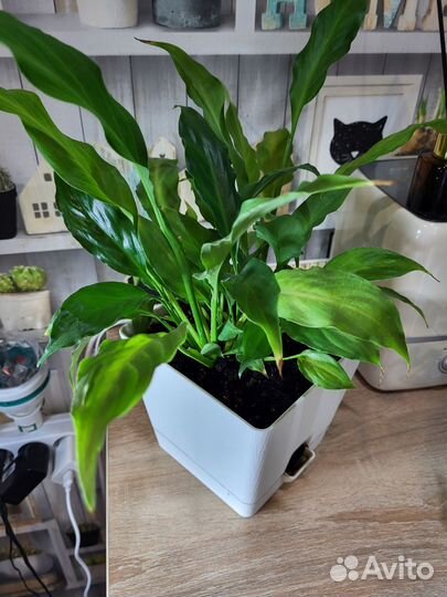 Спатифиллум шопен