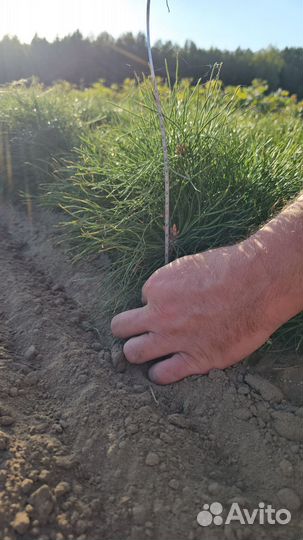 Саженцы ели окс от производителя