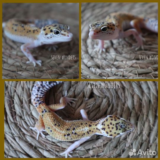 Эублефары малыши