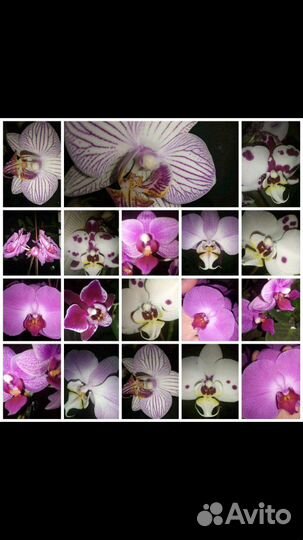 Домашние цветы