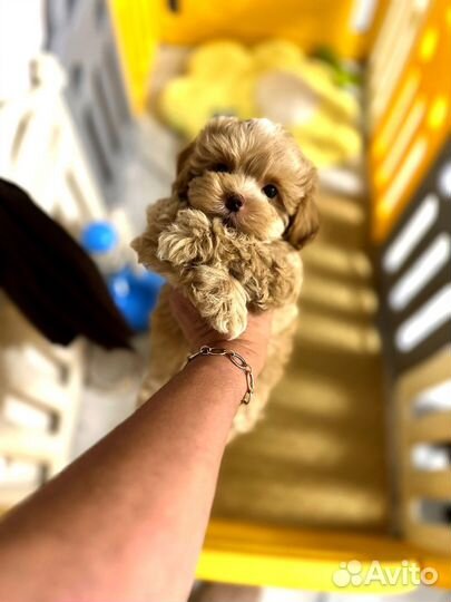 Мальтипу f1 Супер mini мальчик