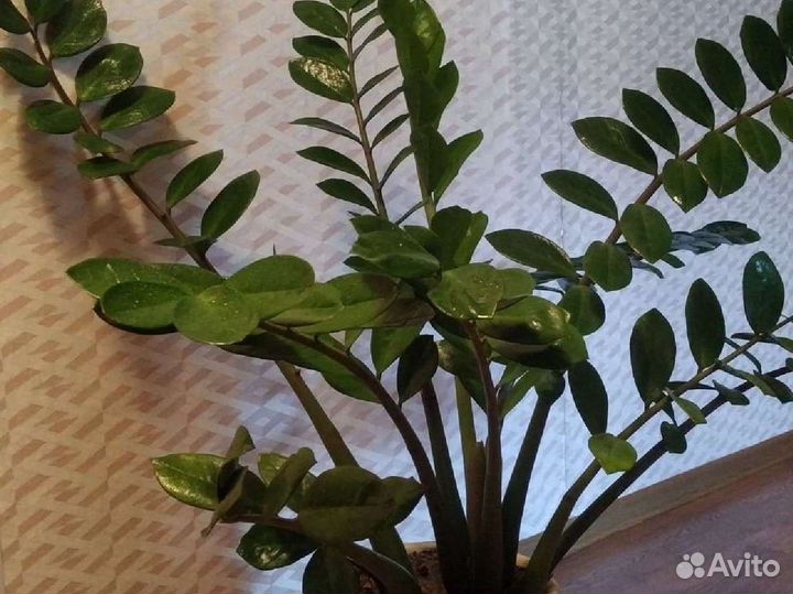 Замиокулькас