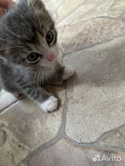 Котята в добрые руки бесплатно