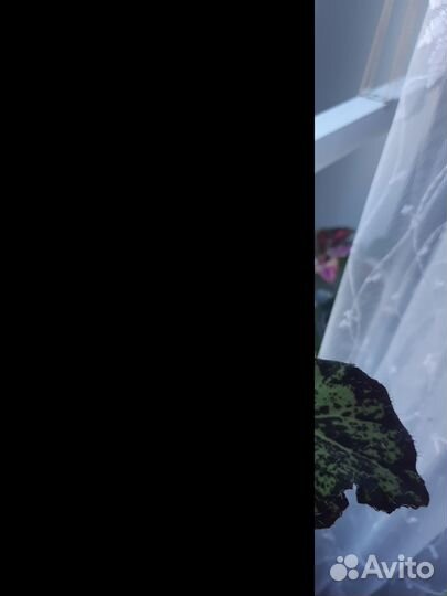 Бегония Паломар принц